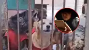 Envenenan a perritos en Carabayllo luego de que albergue se negara a pagar cupo: un can murió
