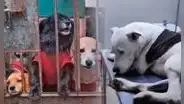 Extorsionadores envenenan a perritos de albergue en Carabayllo y amenazan a dueños que le pasarán "cosas peores"