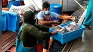 PRODUCE otorga solo 15 días para proponer cambios a nuevo reglamento de pesca de pota