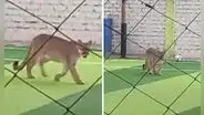 Captan a puma ingresando a campo deportivo en Chincha y usuarios bromean: “Quería su pichanga”