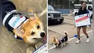 Perrito disfrazado de inspector de la Sunat es furor en redes: "¿Dulces o fiscalización?"