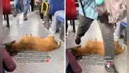 Perrito duerme plácidamente en bus de Lima y usuarios bromean: “Se va a pasar de paradero”