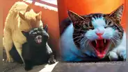 ¿Por qué las gatas maúllan tan fuerte al aparearse? Esta es la razón detrás de este comportamiento