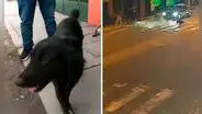 Maltrato animal en Ate: mujer le lanza agua hirviendo a perro frente a su vivienda y vecinos exigen sanciones