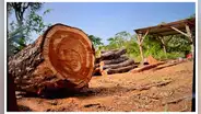 Desbaratan banda que exportaba madera ilegal a varios países