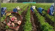 ¿Por qué las papas se ponen verdes? La verdad detrás de este fenómeno y si es seguro comerlas