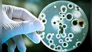 Científicos descubren cómo una bacteria se vuelve resistente a los antibióticos y encuentran nuevos tratamientos