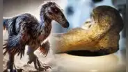 Investigadores descubren en Sudamérica fósil del ‘ave del terror’, el mayor depredador después de los dinosaurios