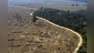 Advierten que ley forestal promueve la deforestación