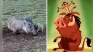 Jabalí y suricata jugando juntos sorprenden en redes: “'Timón y Pumba' en la vida real”