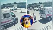 ¡Justicia para Sultán! Perrito murió tras ser atropellado por ambulancia del SAMU: Chofer se burló y se fue