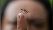Investigadores proponen un método insólito para eliminar a los mosquitos: el objetivo es dejarlos 'sordos'