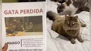 Joven repartió carteles para hallar a su gata desaparecida y lo encuentra de forma insólita: “Estaba de parranda”