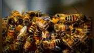 Hombre muere tras brutal ataque de 150 abejas mientras orinaba en un árbol, en Argentina