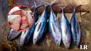 Se halló un alto nivel de mercurio en pescados de supermercados: autoridades de Europa exigen el retiro urgente