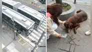 El preciso momento en que un bus del Metropolitano atropella a un perro en Cercado de Lima