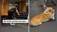 Joven es viral tras mostrar su asistente perruno en gimnasio: “Ganándose las croquetas”