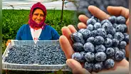 El país de Sudamérica que supera a Estados Unidos en exportación de arándanos: ¿cuánto "oro azul" produce?