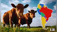 El país de Sudamérica que tiene más vacas que personas: posee 12 millones de bovinos y solo 3,4 millones de habitantes