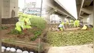 Obras de rehabilitación en puntos clave de Lima: recuperan áreas verdes en Óvalo Monitor, Alfredo Mendiola y avenida México