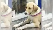 Solicitan apoyo económico para perrita que sufrió abuso sexual en la avenida Angamos