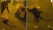 Roban autopartes y huyen ocultándose en las alcantarillas de SJM: ‘Los Topos’ se escondían con armas blancas