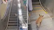 Perro descubre cómo usar escaleras mecánicas y sorprende con su habilidad de subir y bajar: clip es viral