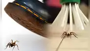 Este es el verdadero motivo por el que no debes matar a las arañas que encuentres en tu casa, según experto