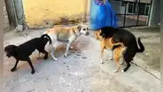 La razón por la que nunca deberías separar a los perros cuando se quedan 'pegados' tras aparearse