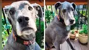 Perrita abandonada en refugio de EE. UU. conmueve al esperar a sus dueños en la ventana: “Llora y quiere que regresen"