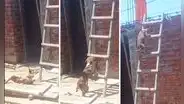 ‘Firulais’ enternece en redes al luchar por subir una escalera: “Es el maestro de obra”