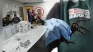 Sorprendente hallazgo en aeropuerto Jorge Chávez: detienen a hombre con 320 tarántulas adheridas a su cuerpo