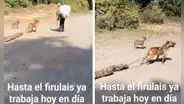 Perrito sorprende al cargar madera para ayudar a su dueño: “Se merece todas las croquetitas del mundo”