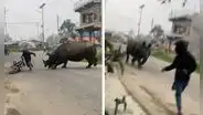 Motociclista se salva de ser embestido por rinoceronte y usuarios quedan atónitos: “¿Jumanji?”
