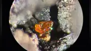 Un descubrimiento en la Antártida evidencia que había una selva tropical cerca del Polo Sur hace 90 millones de años