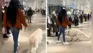 Joven va a centro comercial con su perrito, pero sucede lo impensable: “Viví la vergüenza del año”