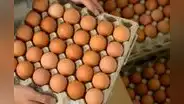 Médicos de Harvard revela cuántos huevos debes consumir al día para cuidar tu salud y prevenir enfermedades
