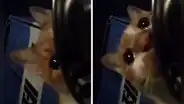Gatito callejero es captado ‘llorando’ después de encontrar un poco comida: clip es viral