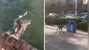 Perrito sorprende al recoger desechos del mar y depositarlo en basurero: "Muy educado"