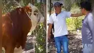 Ganadero cajamarquino rechaza oferta de S/38.000 por su toro y causa revuelo: “Vale más que eso”
