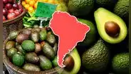 El país de Sudamérica que conquista a China con su palta: exportó 50.000 toneladas de 'oro verde' y superó a Chile