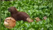 Los roedores gigantes que arrasan en Lima: ¿por qué los capibaras son los nuevos reyes de la web?