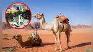 ¿Camellos en el Perú? Descubre esta experiencia en Ica y todo lo que necesitas para visitarlos