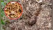 Capturan a serpiente venenosa gigante de 4 metros en Jaén: avistamientos de macanche aumentan por sequía