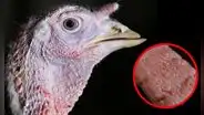 Butterball workers accused of sexually abusing turkeys after video surfaced: will there be a turkey recall in the USA?