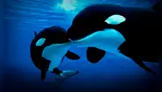Orcas son grabadas devorando delfines en costas de Chile: científicos descubren nueva forma de caza