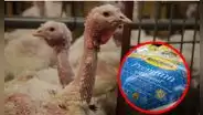 PETA denuncia a Butterball por abuso sexual a pavos en EE. UU.: video confirma maltrato de la empresa