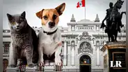 Congreso: plantean otorgar un día de licencia por muerte de mascotas