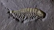 Científicos descubren una especie animal cubierta de 'oro' que vivió en los océanos hace 450 millones de años