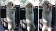 Adultos mayores presumen a perrito bailarín y usuarios bromean: “Yo en la fiesta que no quería ir”